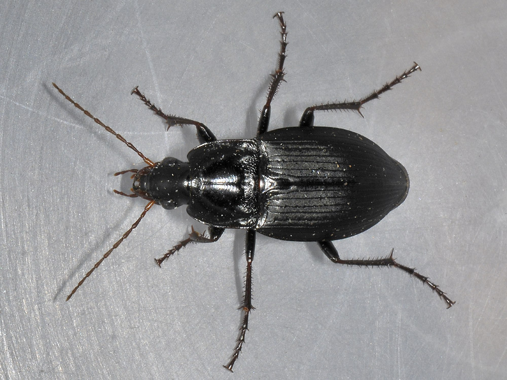 anisodactylus binotatus? No. Calathus fuscipes graecus